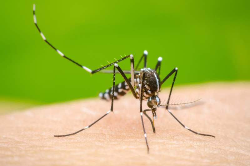 Llama IMSS Oaxaca a la población a estar alerta ante síntomas por dengue