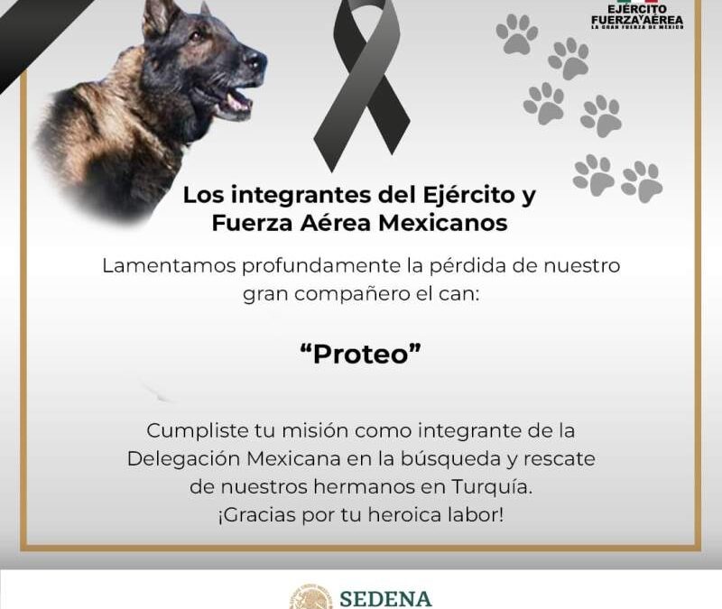 Muere Proteo, perro rescatista de México enviado a Turquía