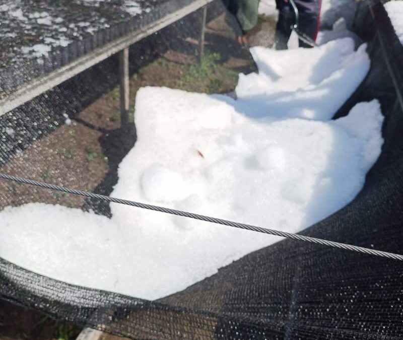 Atiende Coesfo daños provocados por fuerte granizada en vivero forestal de Magdalena Peñasco