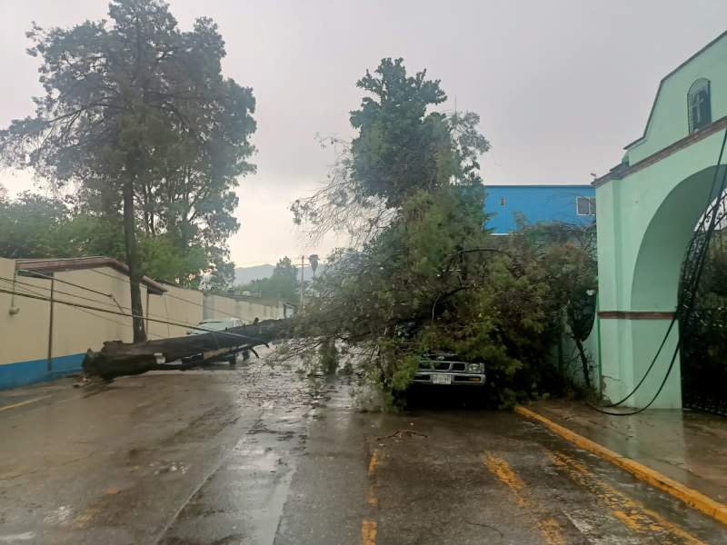 Árboles caídos y encharcamientos deja fuerte lluvia en Oaxaca