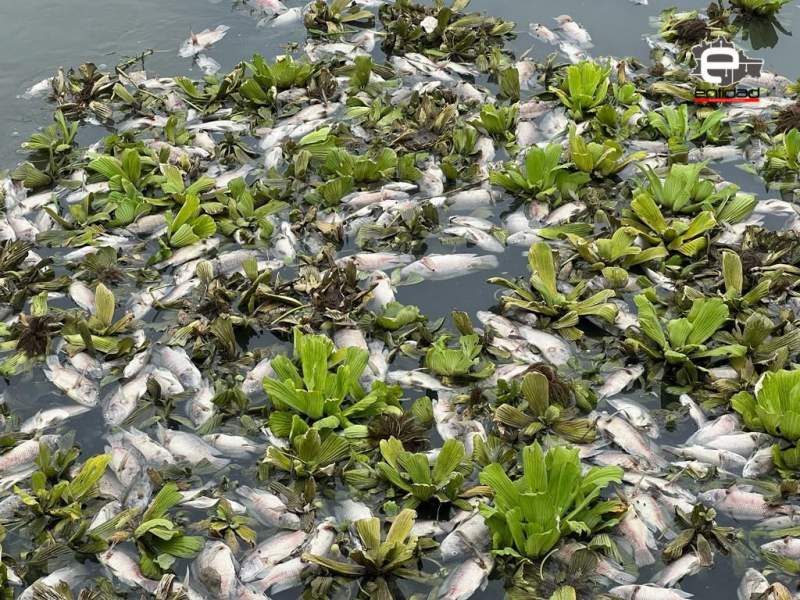 Aparecen muertos, decenas de peces en Río Los Perros en Juchitán