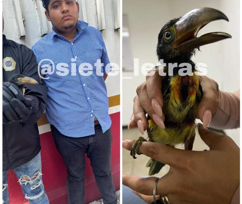 Detienen en la CDMX a presunto oaxaqueño por venta de ave