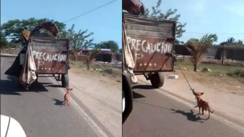 Exhiben maltrato animal en Juchitán. Lomito era arrastrando por un carretón