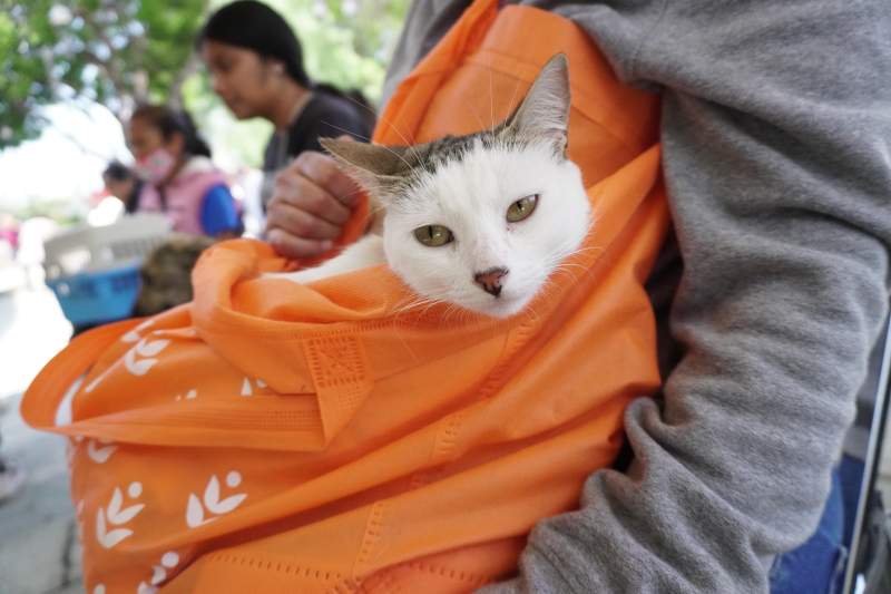 Municipio de Oaxaca realiza exitosa jornada de esterilización y servicio