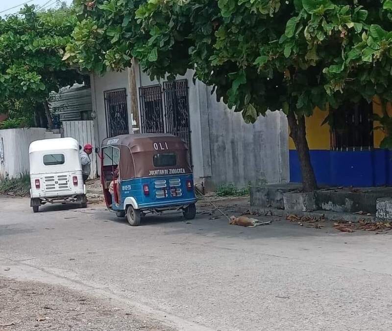 Otro caso de maltrato animal en Juchitán; ahora por mototaxista