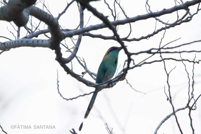 Promueven avistamiento de aves en la Reserva de la Biósfera Tehuacán-Cuicatlán