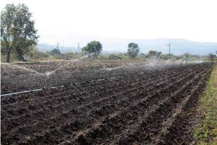 Engaña gobierno de AMLO a agricultores de Guadalupe, Etla; les entregó maíz importado