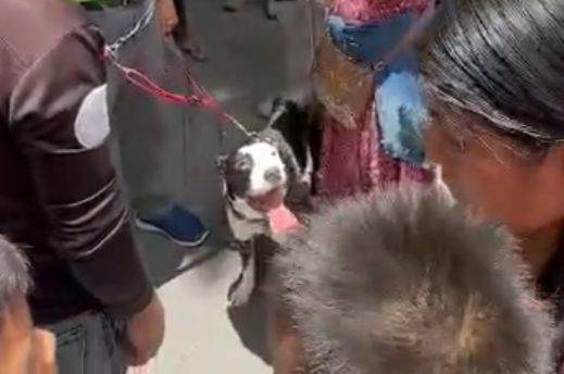 Al menos tres ataques de perros se registraron este lunes en Oaxaca, hay un muerto y dos menores heridos