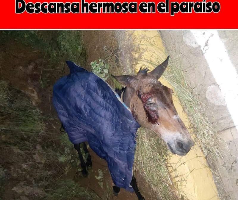 Maltrato animal deja una mula muerta en Oaxaca; piden castigo