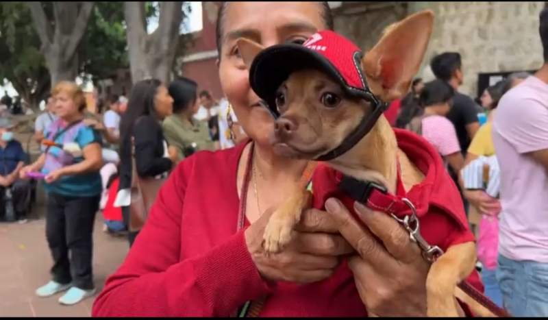 En Oaxaca, familias sacan a mascotas a bendecir por la celebración de San Ramón Nonato