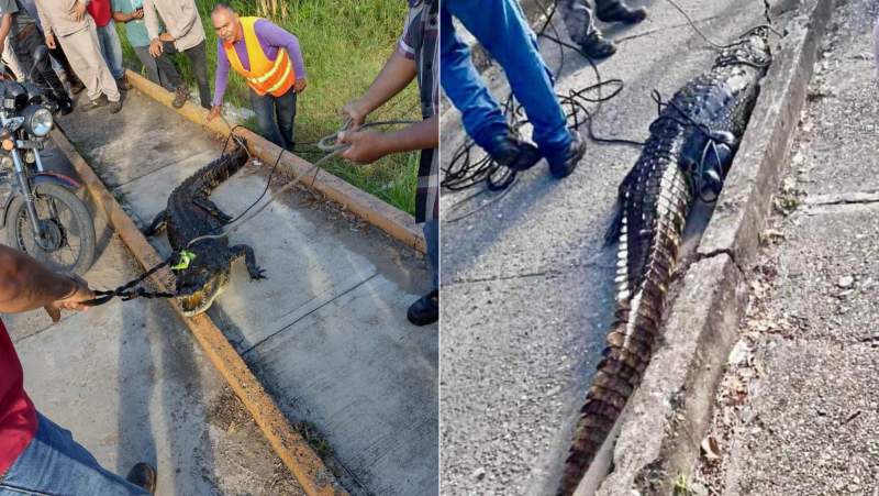 Ahora atrapan a un cocodrilo en Tuxtepec
