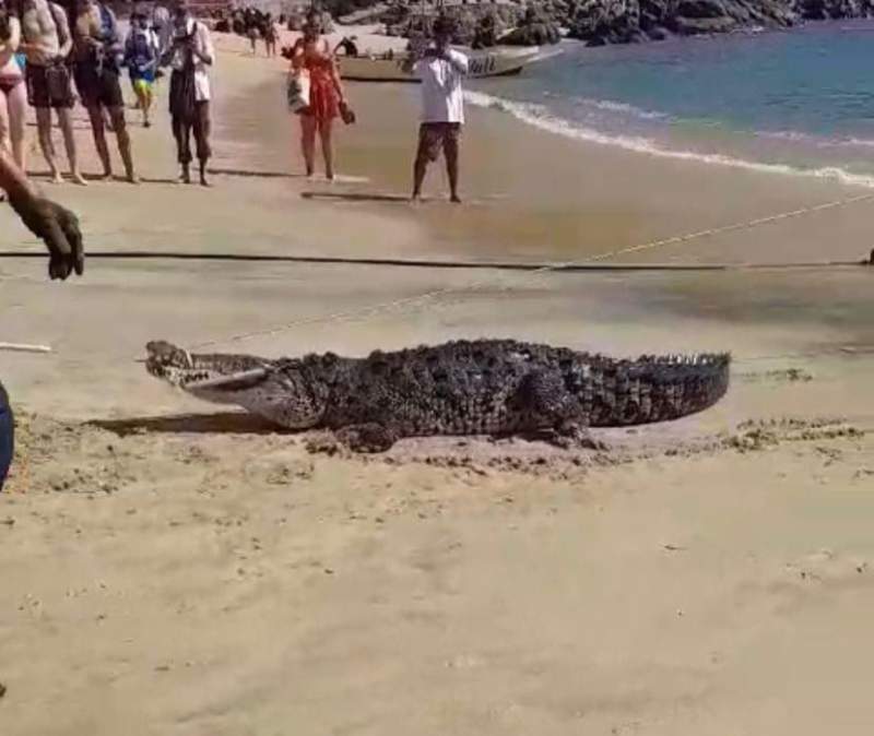 Capturan cocodrilo de más de 2 metros en Puerto Escondido