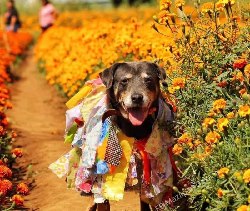 Posa el perro Mazapán entre flores de Cempasúchil, previo a los días de muertos