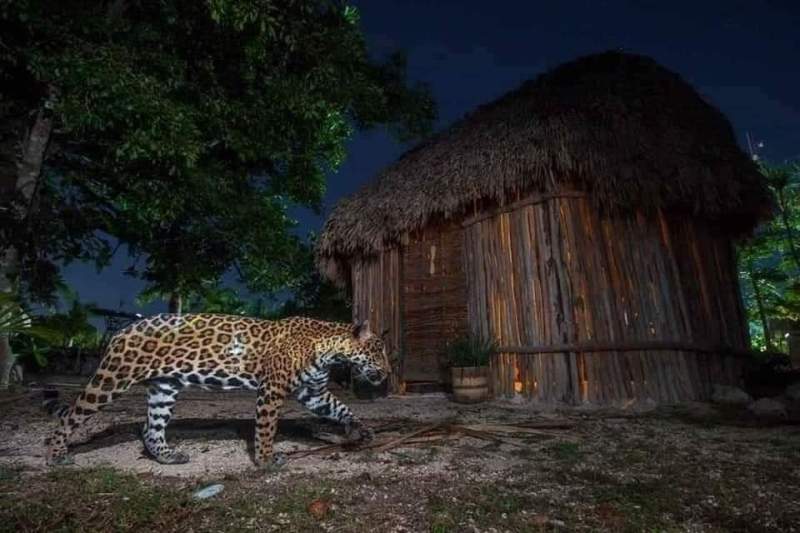 Captan majestuoso jaguar Maya