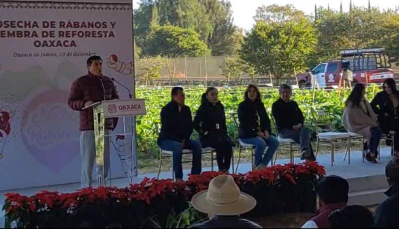 Encabeza Salomón Jara y Neri la Cosecha de Rábanos
