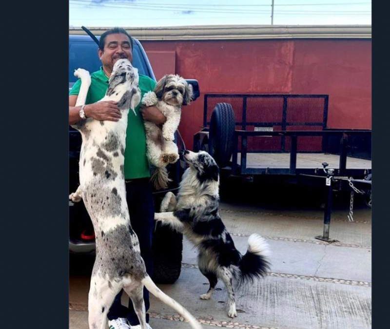 “Estos cachorros sin son leales”, aclara Alejandro Avilés en sus redes sociales