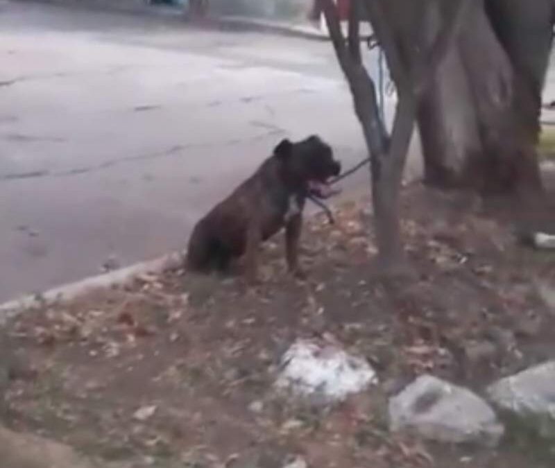 Perrito murió tras ser amarrado por vecinos en Santa Rosa; denuncian maltrato y piden justicia
