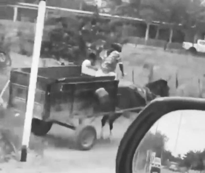 Se registra otro caso de maltrato animal en Juchitán