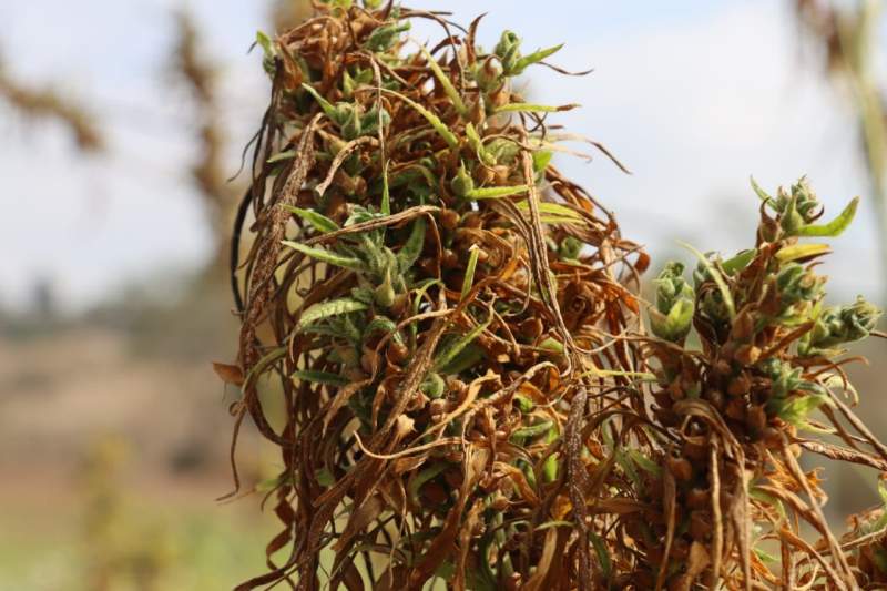 Realiza Oaxaca primera cosecha de Cannabis para uso industrial de México