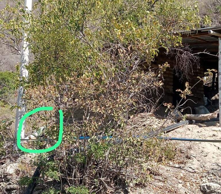 Ya se registró el primer feminicidio del año en Oaxaca