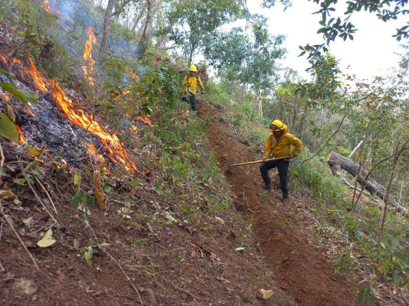 Liquidados cuatro incendios forestales en la Sierra de Juárez y Mixteca