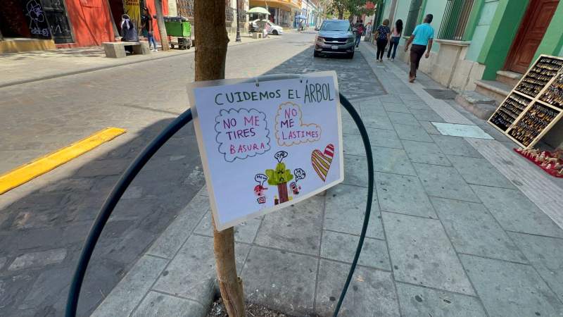 Aparece letrero en árbol podado de manera “ilegal”en la capital