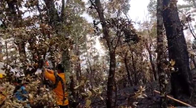Brigadistas que atienden incendio en Chimalapas, celebran las primeras horas de lluvias en el Istmo