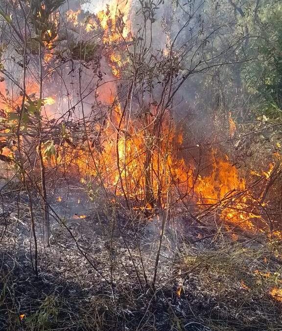 Liquida Coesfo incendio forestal en los Loxichas; atienden reporte en Santa María Sola