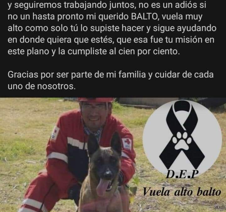 Falleció Balto, el perro rescatista de Oaxaca