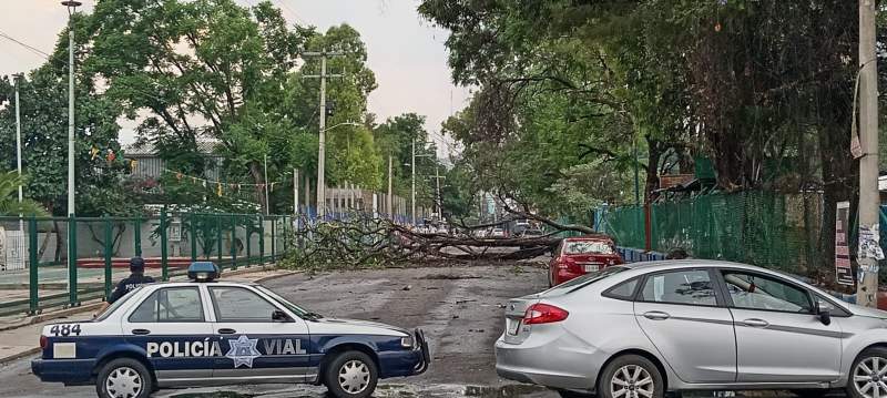 Siete árboles caídos fue el saldo de la lluvia que azotó la tarde de lunes en la capital