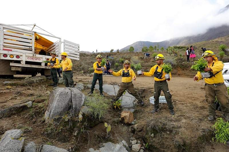 Arranca Jornada Estatal de Reforestación 2024 en San Lucas Quiaviní