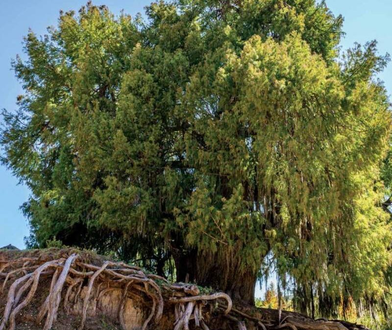 Exhortan a preservar el patrimonio natural de las ocho regiones de Oaxaca