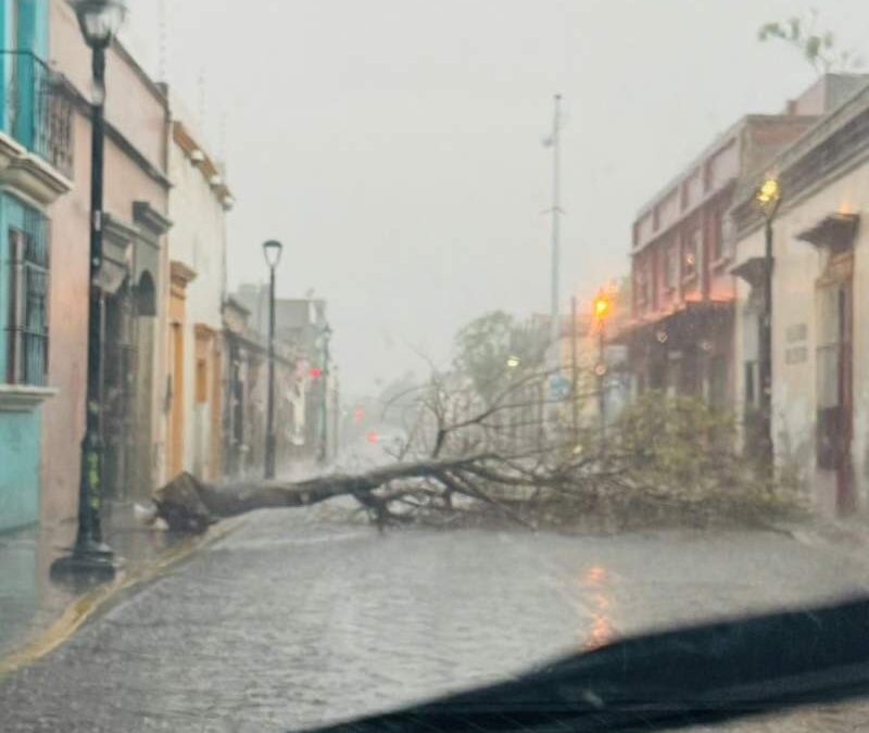 Árboles caídos, inundaciones y vehículos varados deja lluvia en la capital