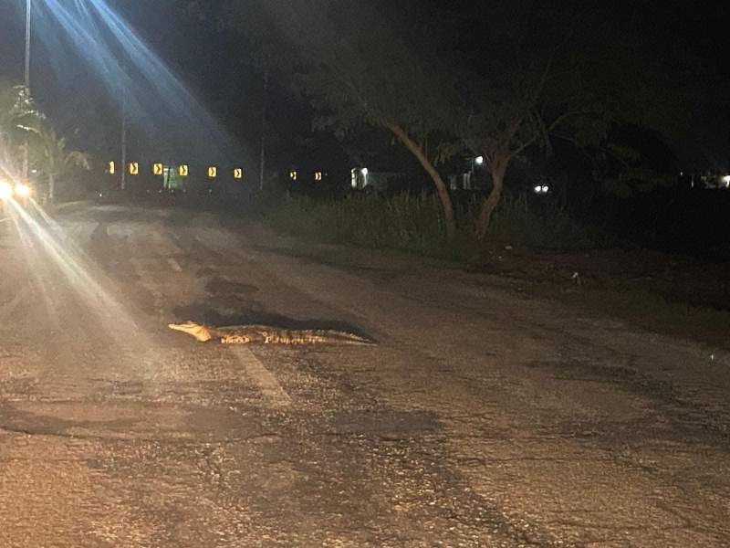 Buscan cocodrilo que se apareció en una carretera en el Istmo