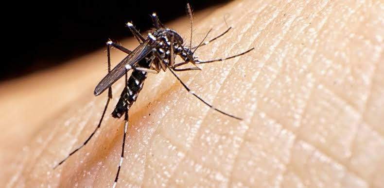 Hay 42 defunciones que se estudian como probable caso de Dengue en Oaxaca