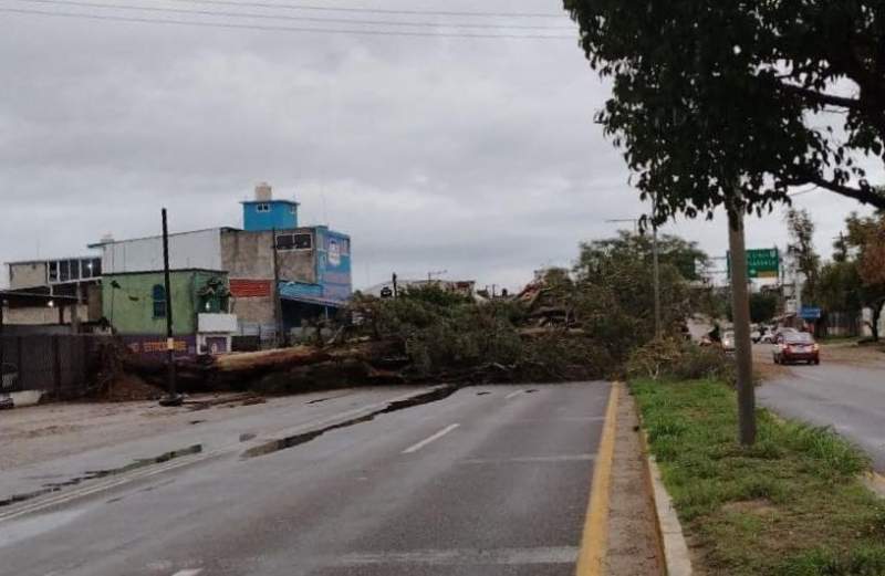 Se mantiene árbol caído a la altura de la Joya en Pueblo Nuevo