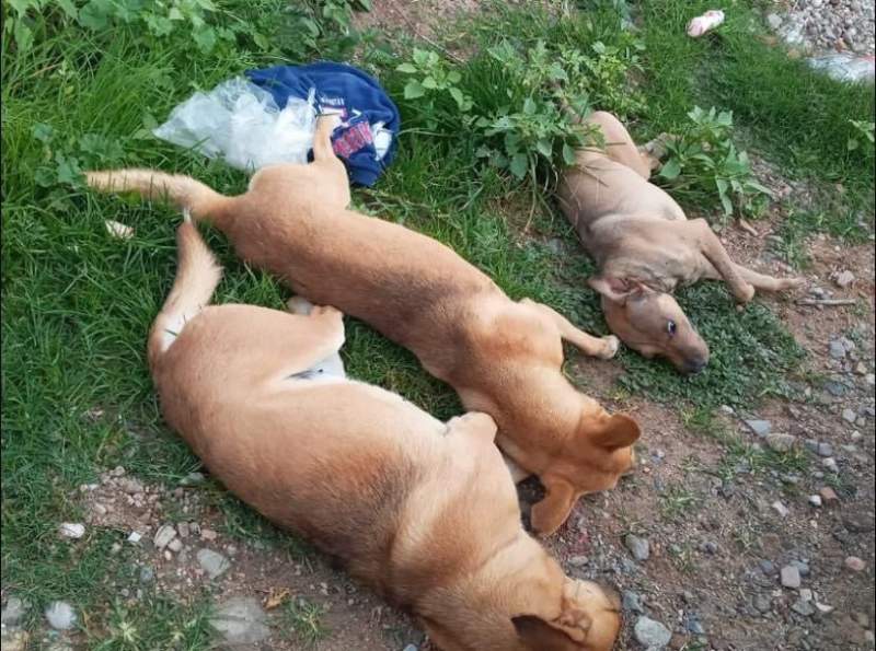 Aparecen muertos al menos 15 perros en Nochixtlán; habrían sido envenenados