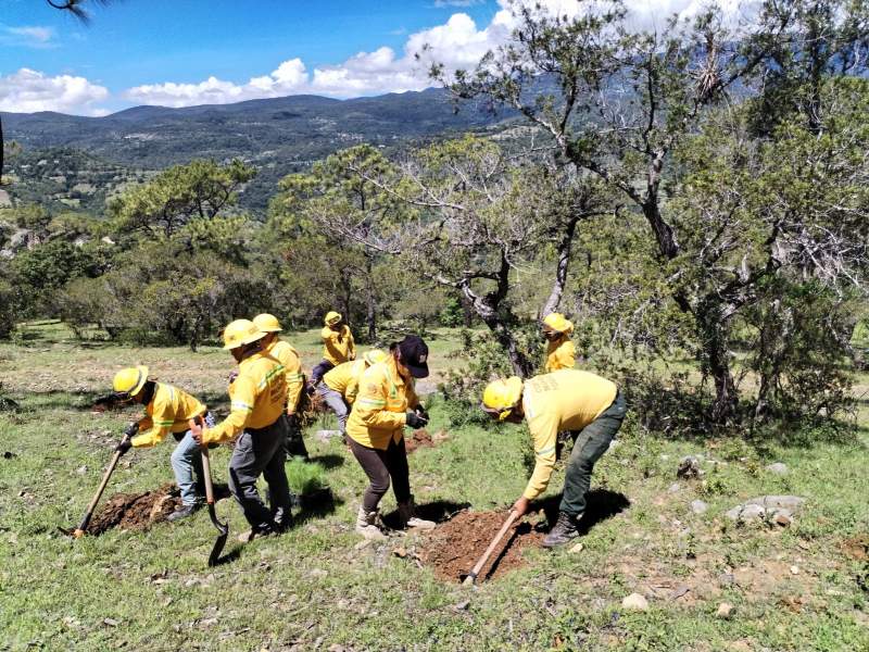 Jornada de Reforestación llega a Santa María Yosoyúa