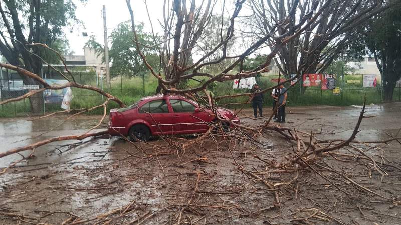 Al menos dos vehículos afectados deja caída de árbol en la capital