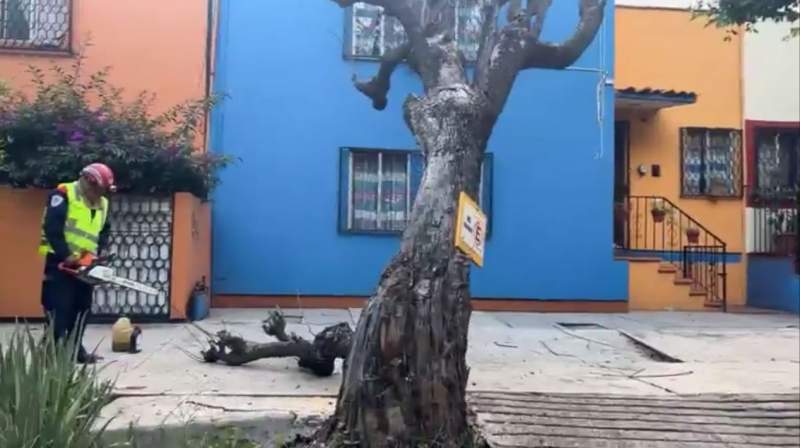 Árbol cae en fachada de una casa en la Colonia Reforma