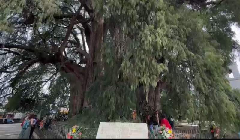 Celebran al árbol del Tule en Oaxaca