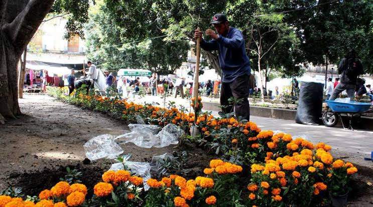 Más de 12 mil macetas de flor de cempasúchil adornarán el zócalo de Oaxaca