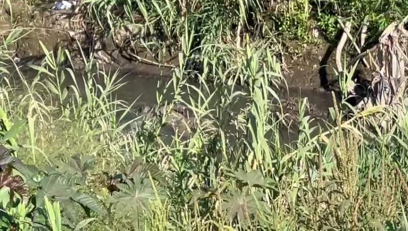 Macabro Hallazgo: cuerpo en descomposición encontrado en el Río Atoyac de Oaxaca