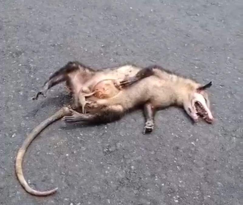 Vehículo arrolla y mata a Tlacuache en Oaxaca; deja a su tlacuachito