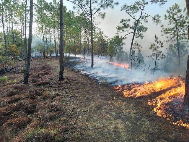 Suman 168 incendios registrados en Oaxaca