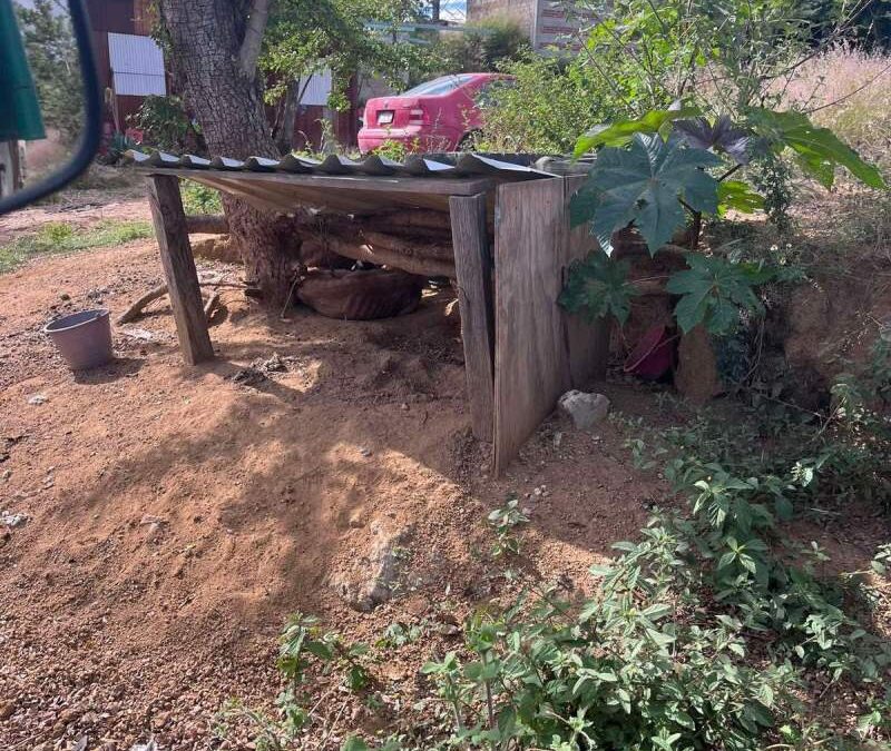 Fiscalía de Oaxaca rescata a Nala, perrita en situación de abandono en Valles Centrales