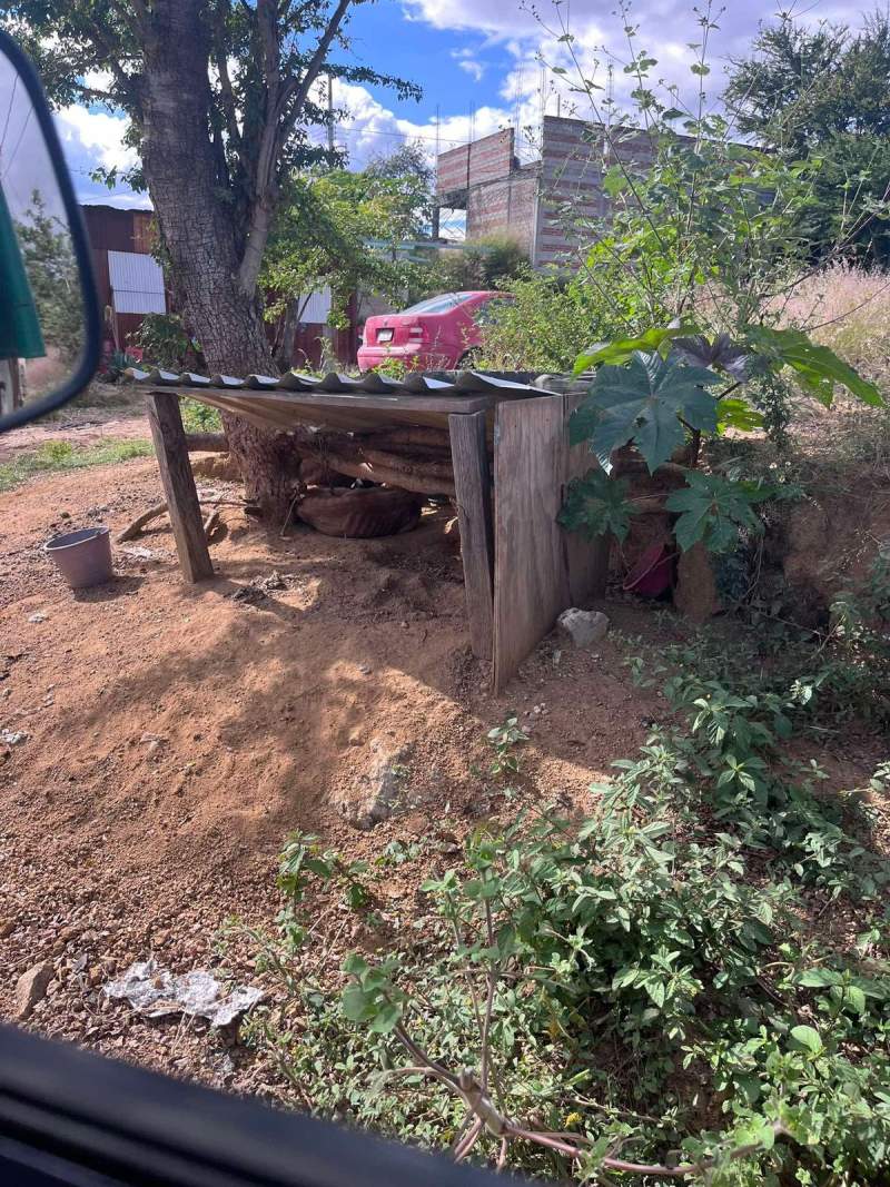 fiscalia-de-oaxaca-rescata-a-nala-perrita-en-situacion-de-abandono-en-valles-centrales