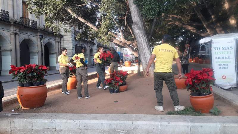 Empieza la colocación de las Noche Buenas en el Zócalo de Oaxaca