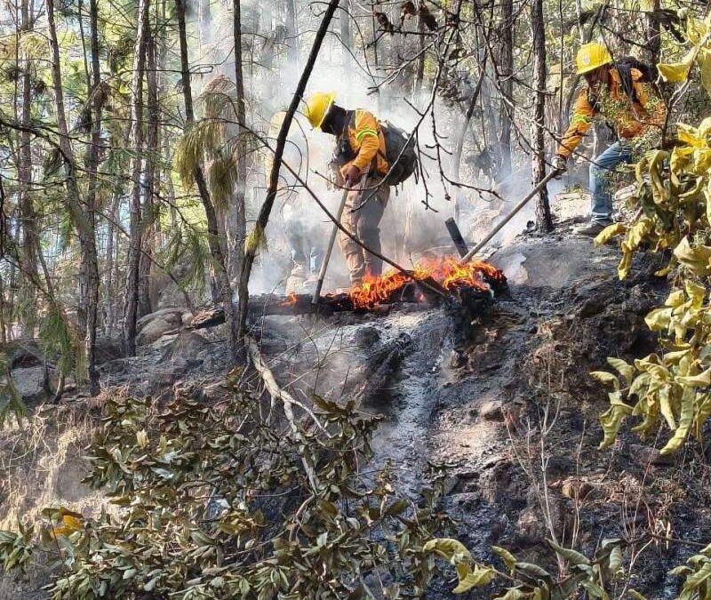 Liquida Coesfo incendio forestal en San Lorenzo Texmelucan