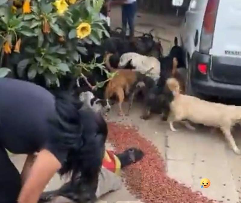 Localizan domicilio donde concentraban perros para matarlos
